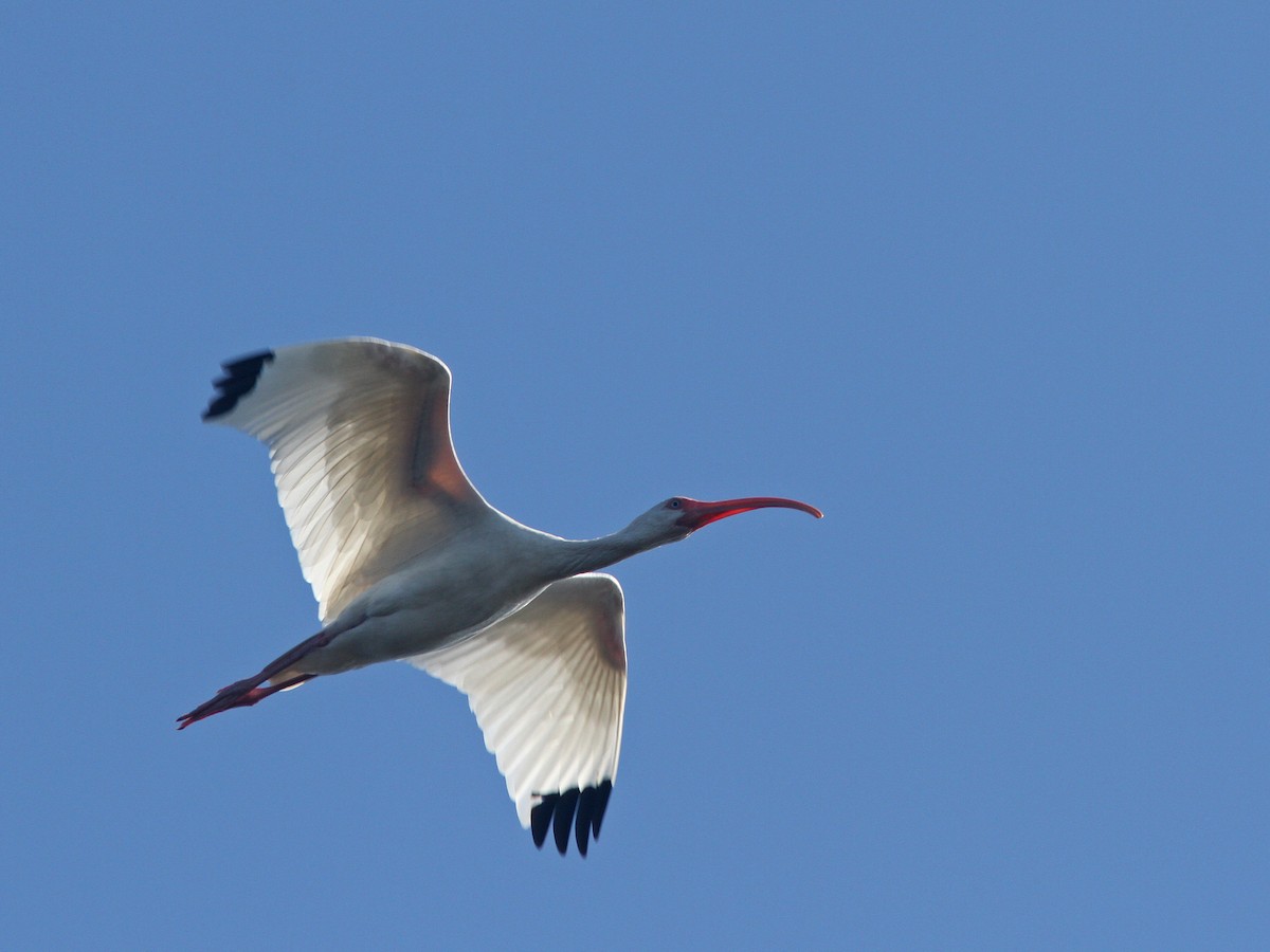 ibis bílý - ML23524531