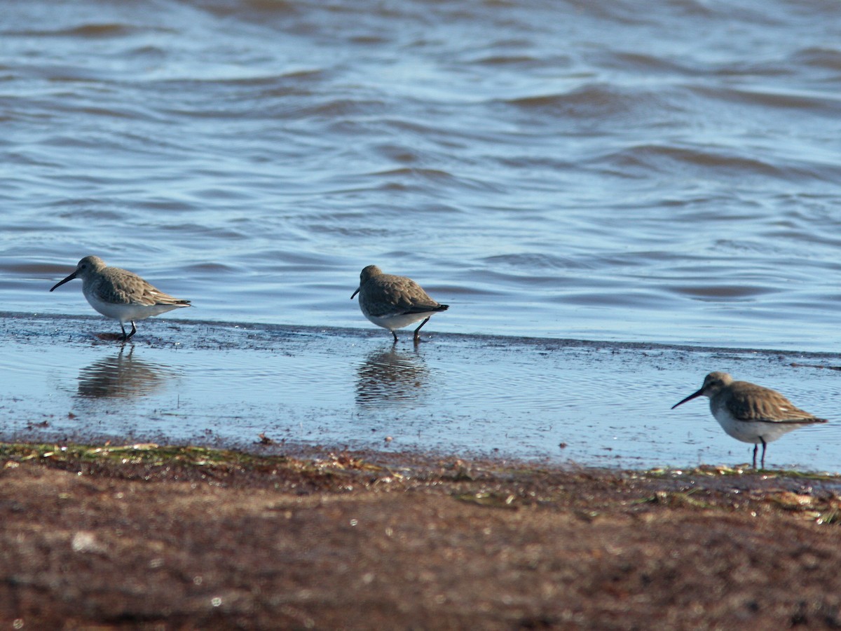 Dunlin - ML23524631