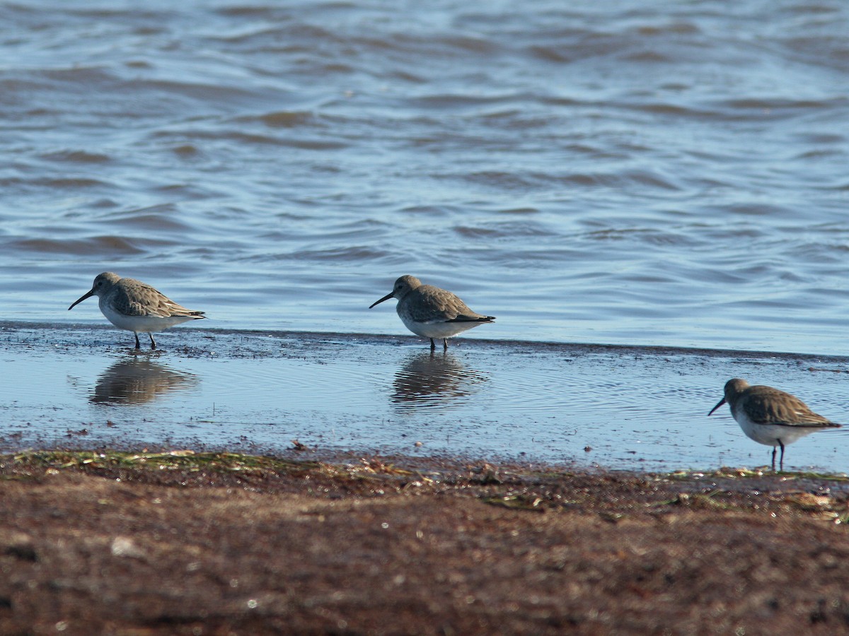 Dunlin - ML23524641