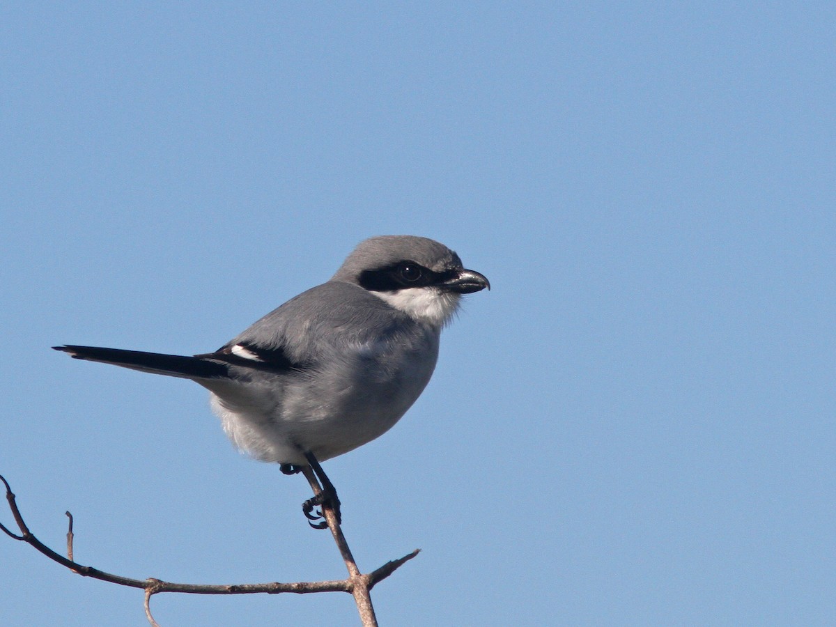 Loggerhead Shrike - Larry Therrien