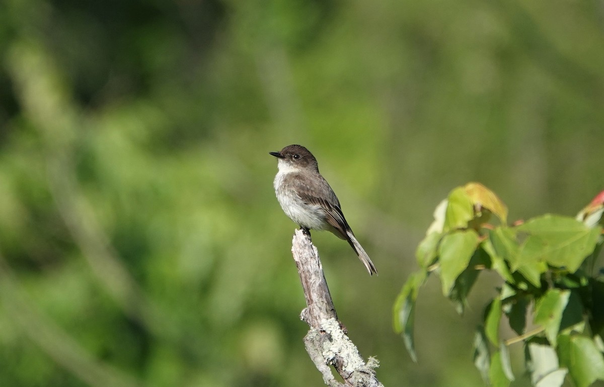 Eastern Phoebe - ML235247981