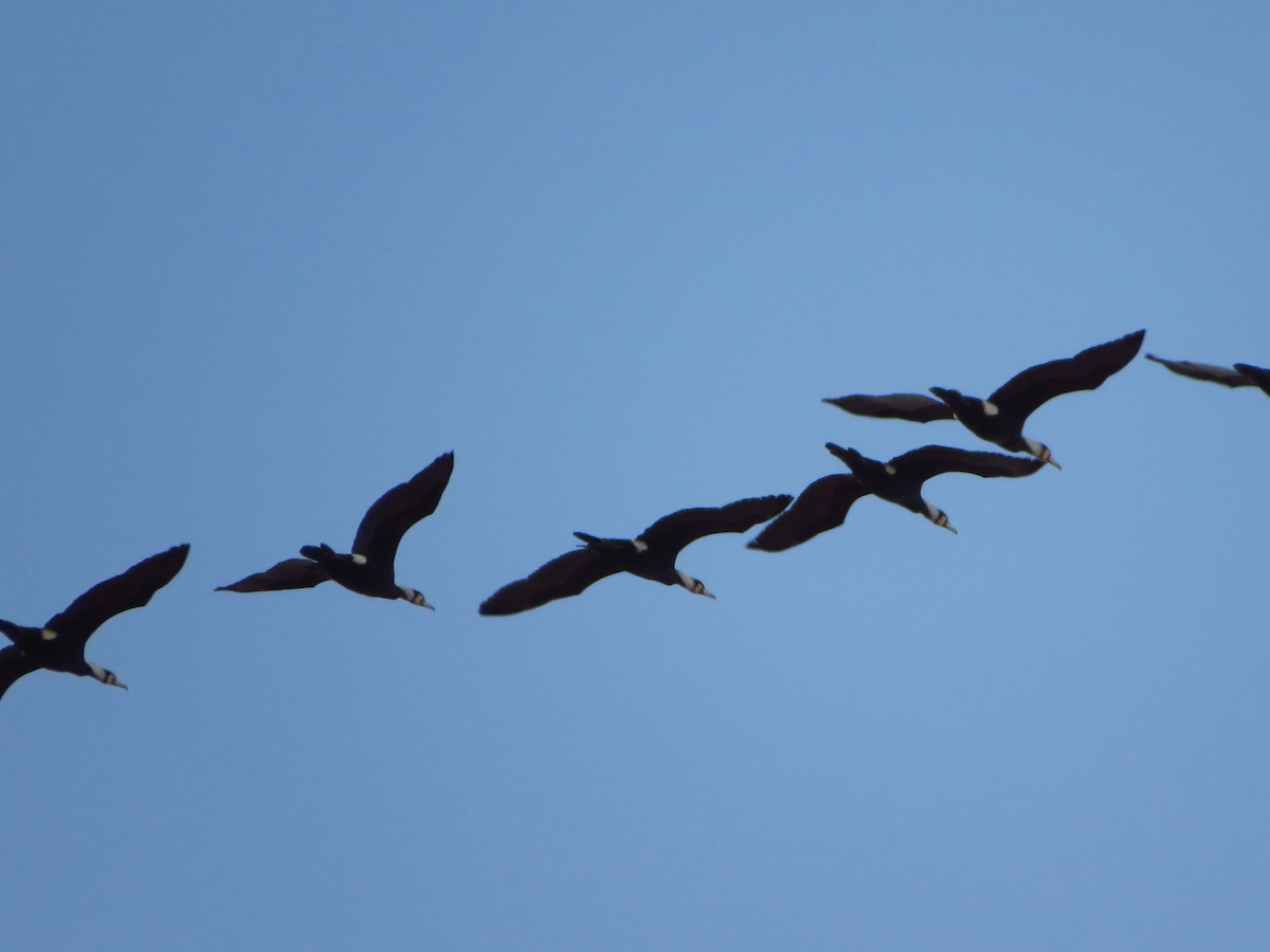 Great Cormorant - ML235249331