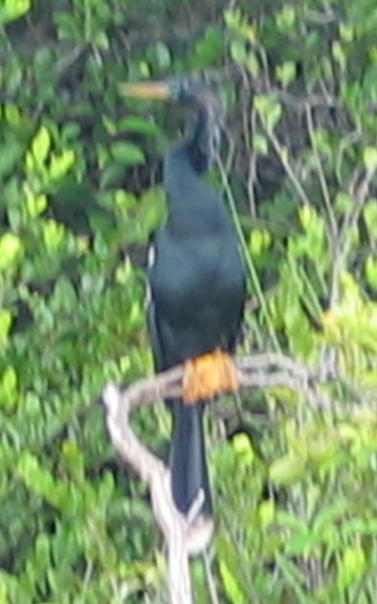 anhinga americká - ML235250081