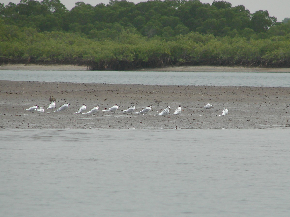 Sandwich Tern - ML235251181