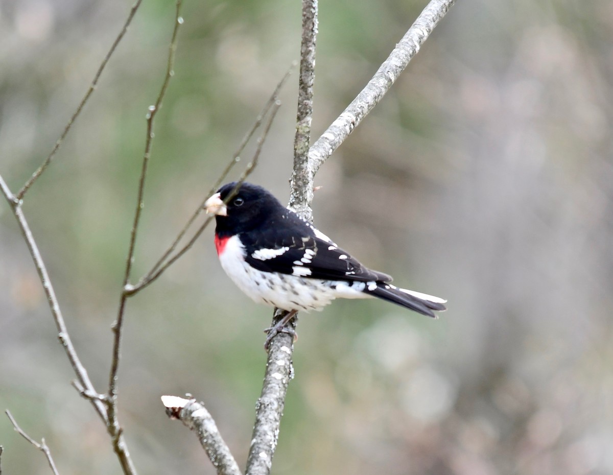 Rose-breasted Grosbeak - Moira Maus