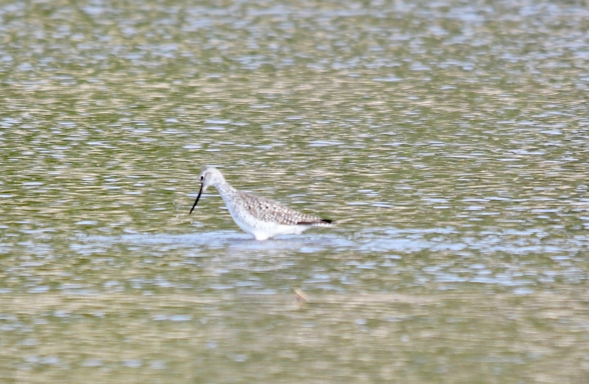 Greater Yellowlegs - Moira Maus