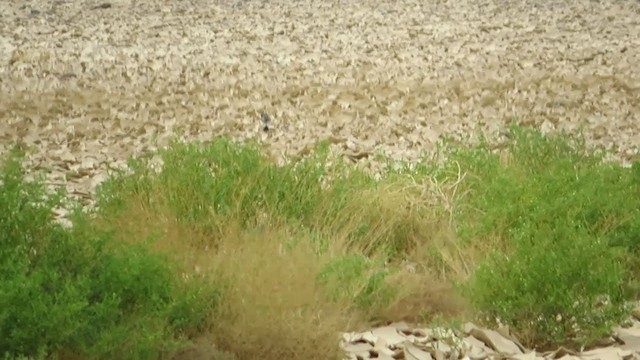 Siberian Stonechat - ML235252151