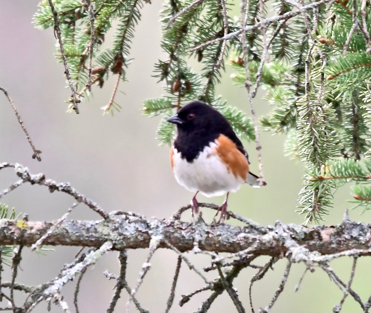 Eastern Towhee - Moira Maus