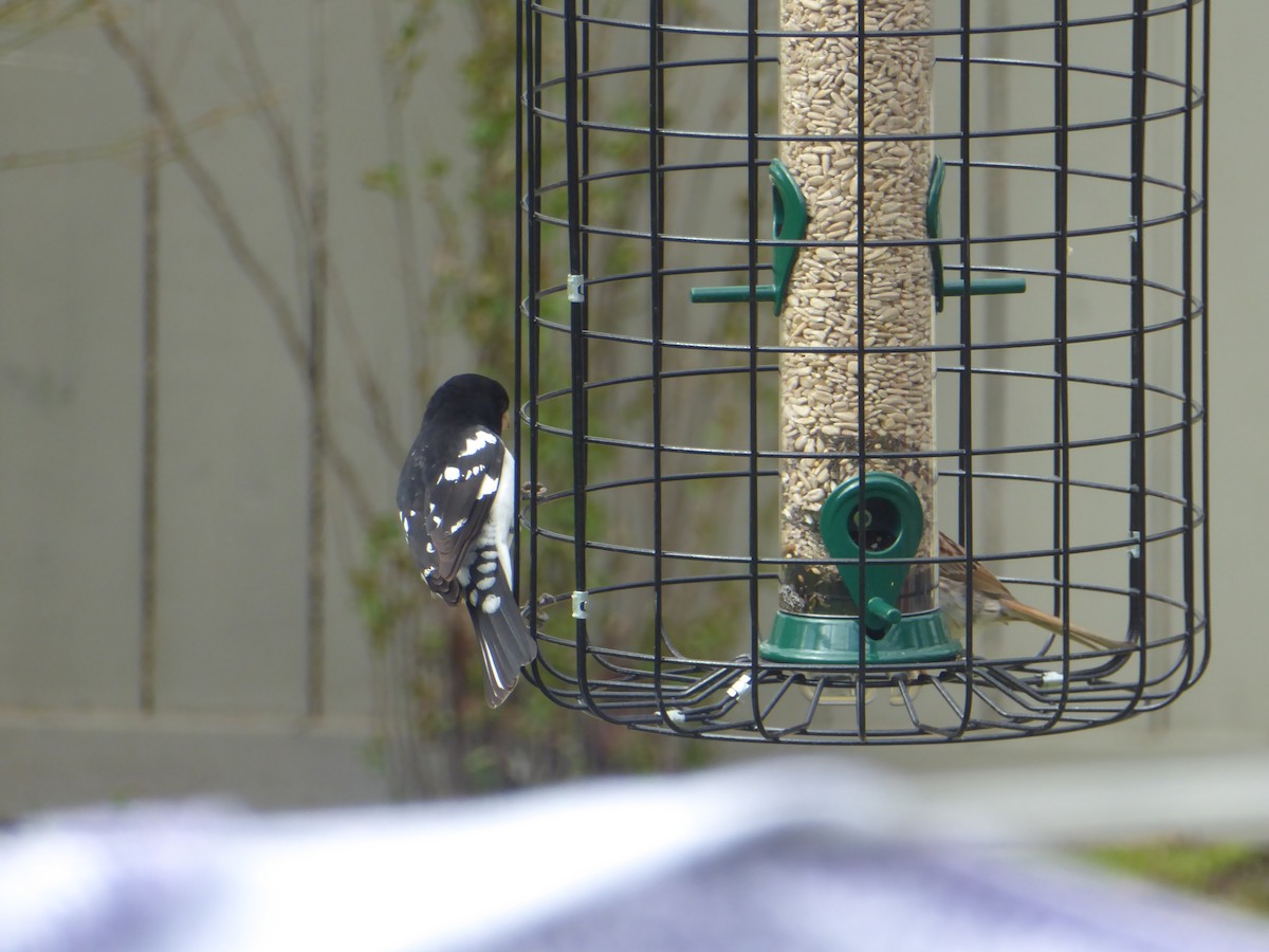 Rose-breasted Grosbeak - ML235252441