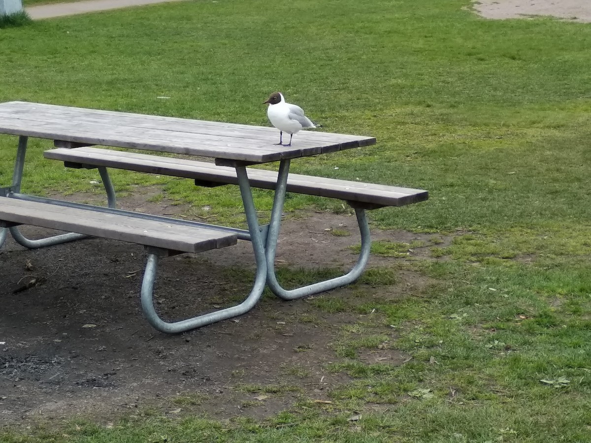 Black-headed Gull - ML235253741