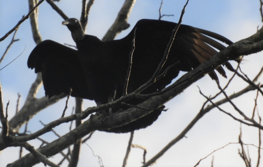 Black Vulture - ML235255871