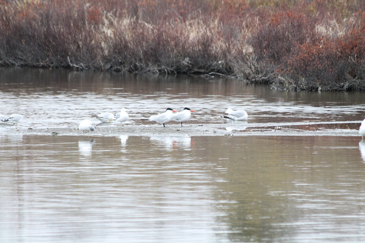 Caspian Tern - ML235256041