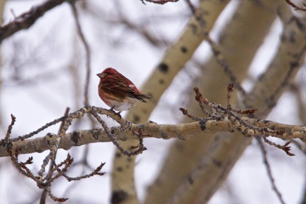 Purple Finch - ML23525671