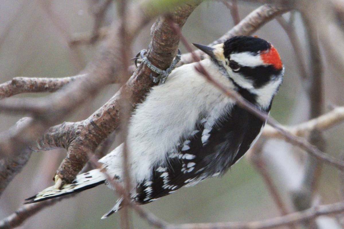 Downy Woodpecker - ML23525701