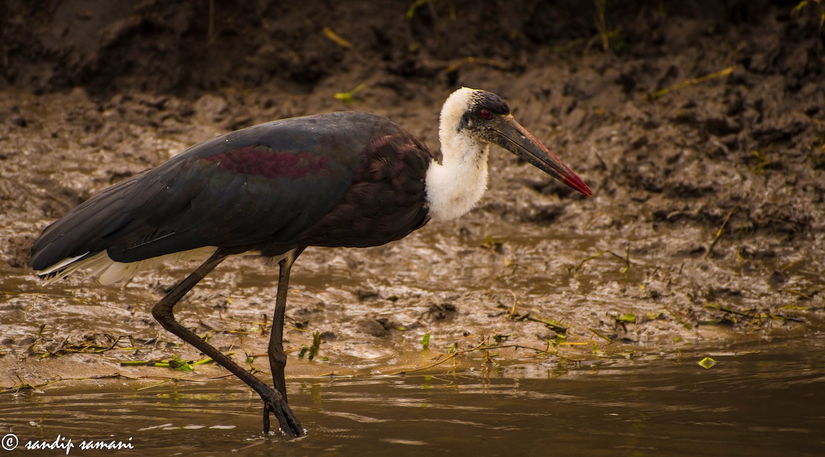 African Woolly-necked Stork - ML235257241