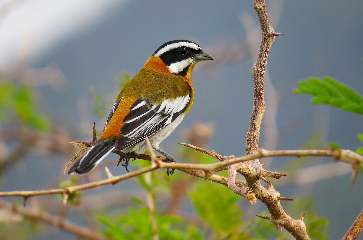 Western Spindalis (Cuban) - Kenneth Pinnow