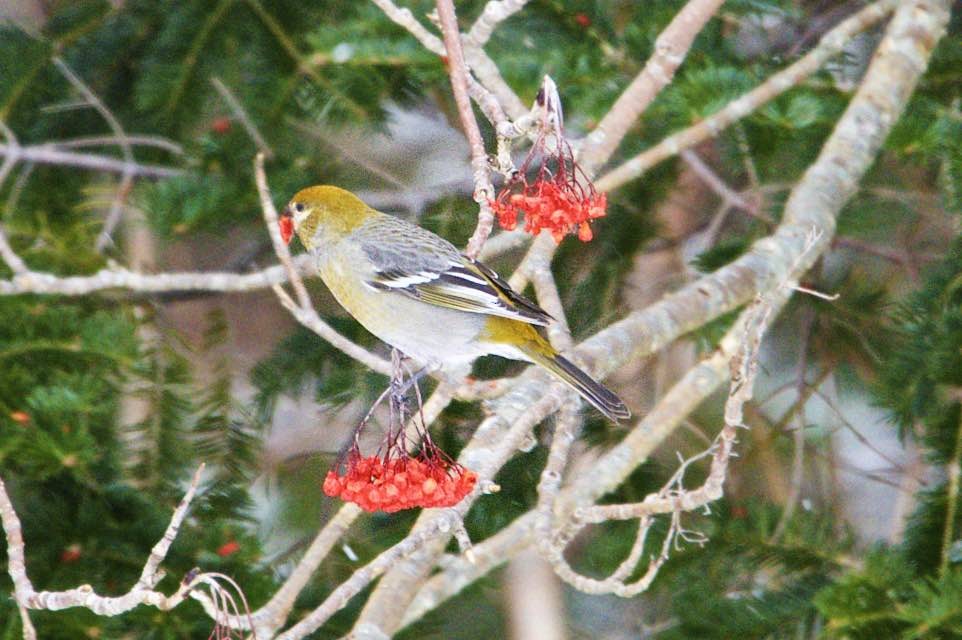 Pine Grosbeak - ML23525801