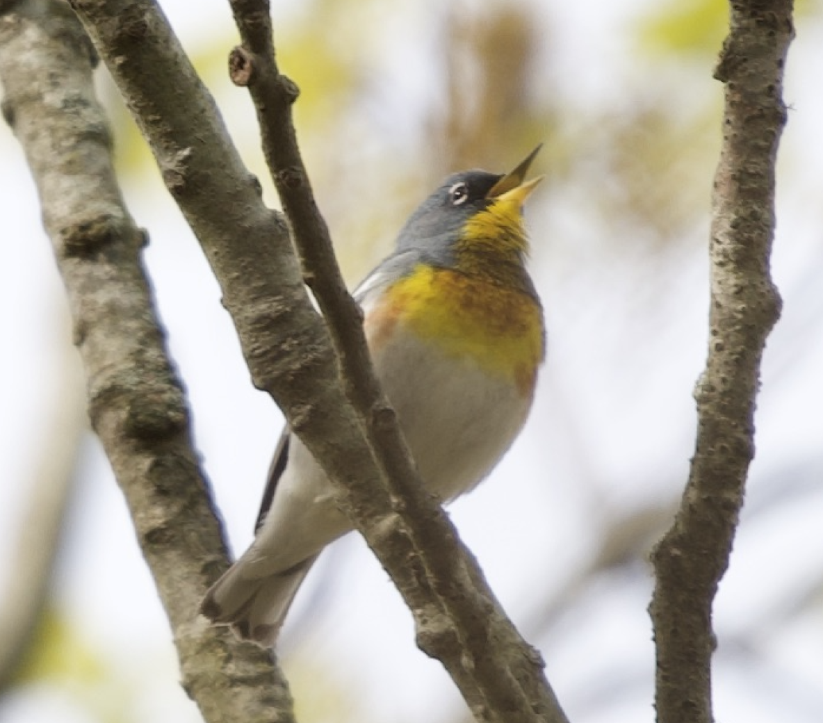 Parula Norteña - ML235258171