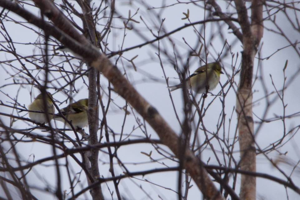 American Goldfinch - ML23525841