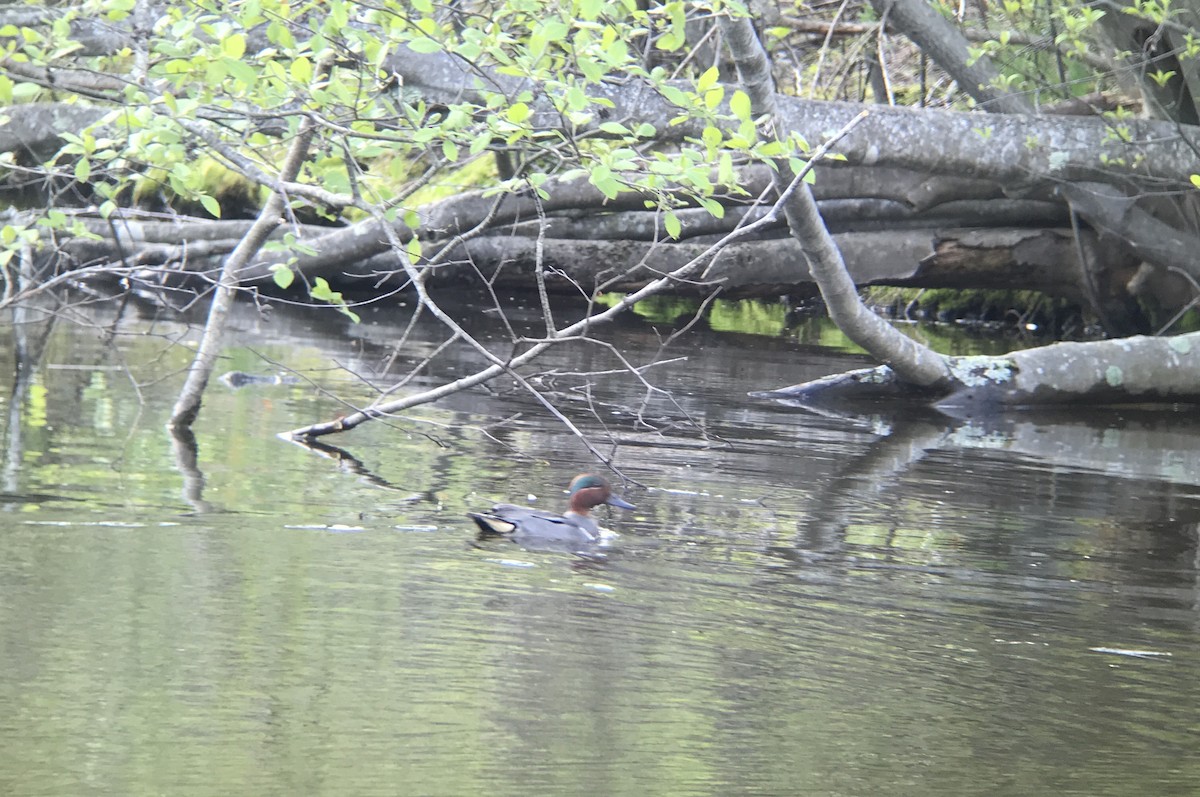 Green-winged Teal (American) - ML235259021