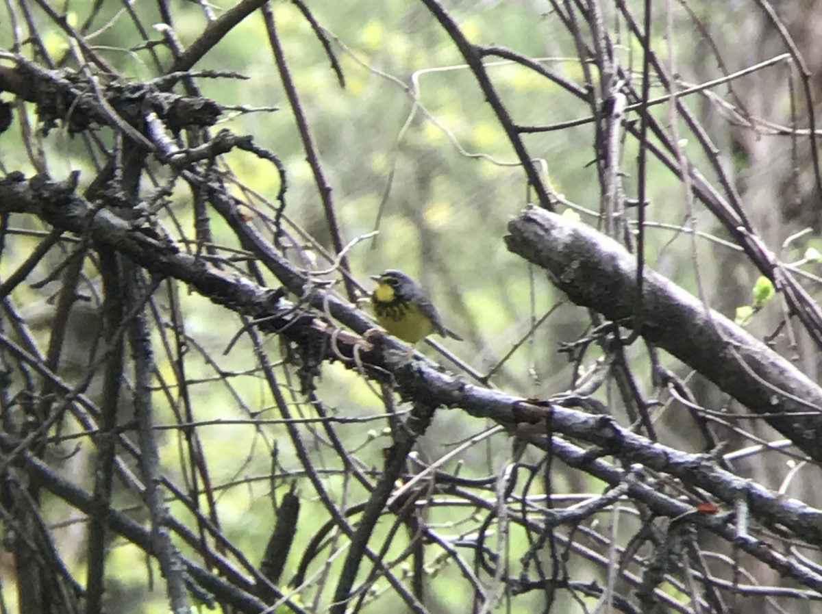 Canada Warbler - ML235259091