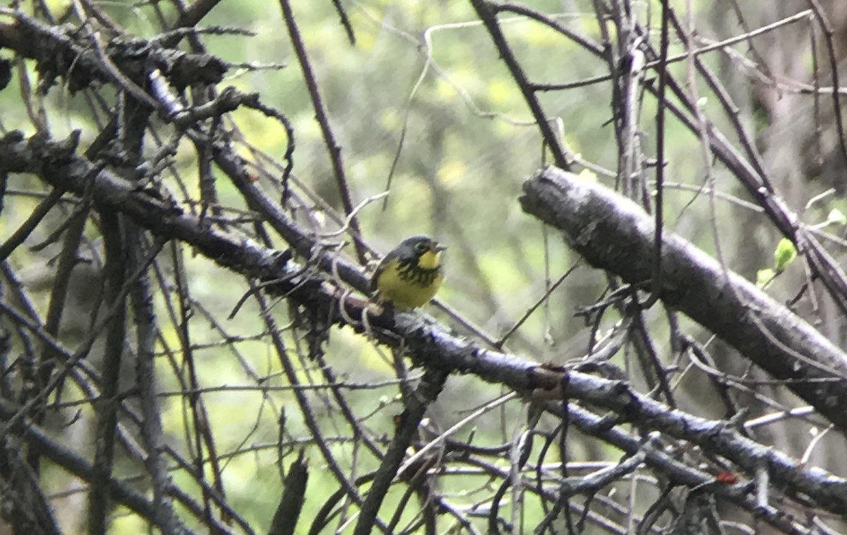 Canada Warbler - ML235259131