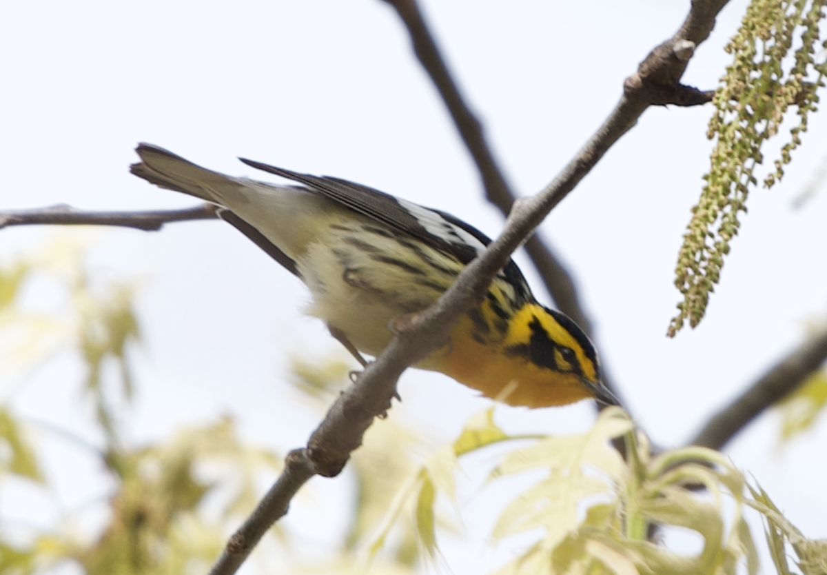 Blackburnian Warbler - ML235260451