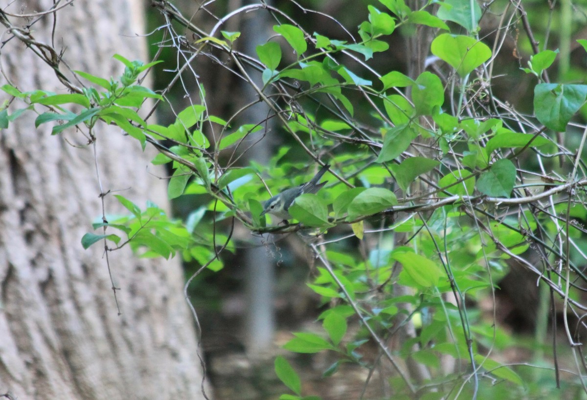 Cerulean Warbler - ML235262571