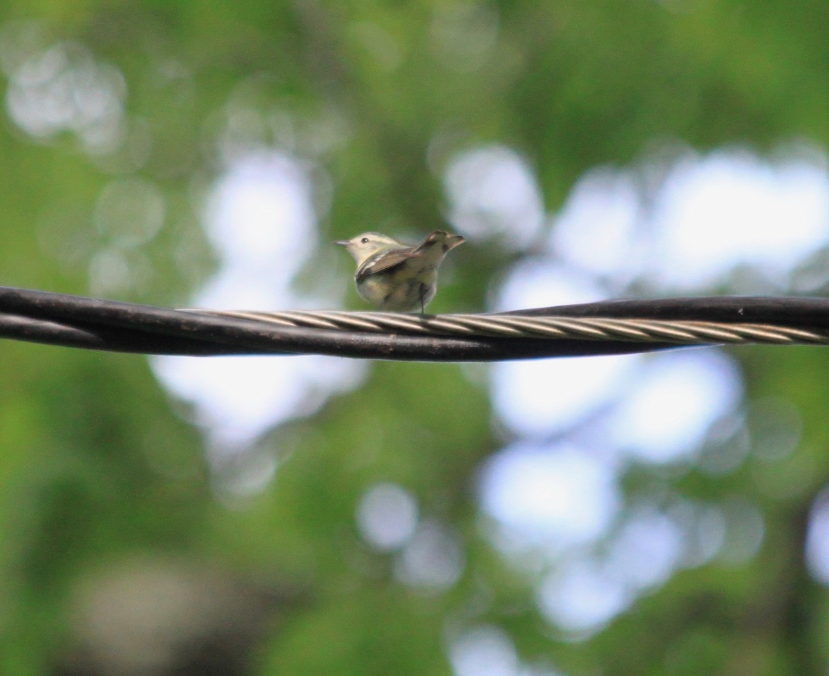 Cerulean Warbler - ML235262581