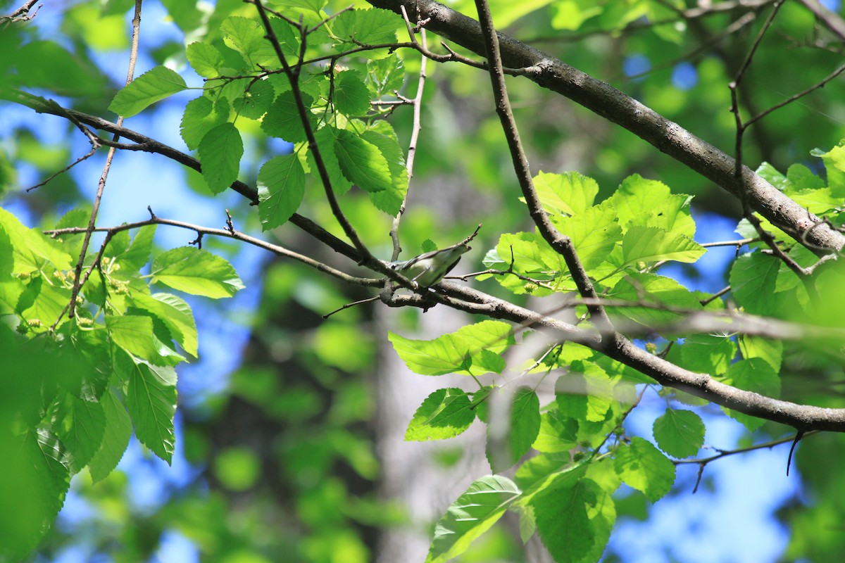 Cerulean Warbler - ML235262631