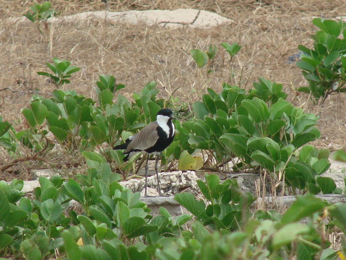 Spur-winged Lapwing - Gabriel  Couroussé