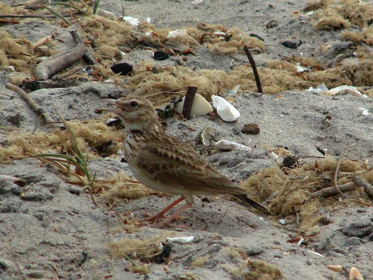 Crested Lark - Gabriel  Couroussé