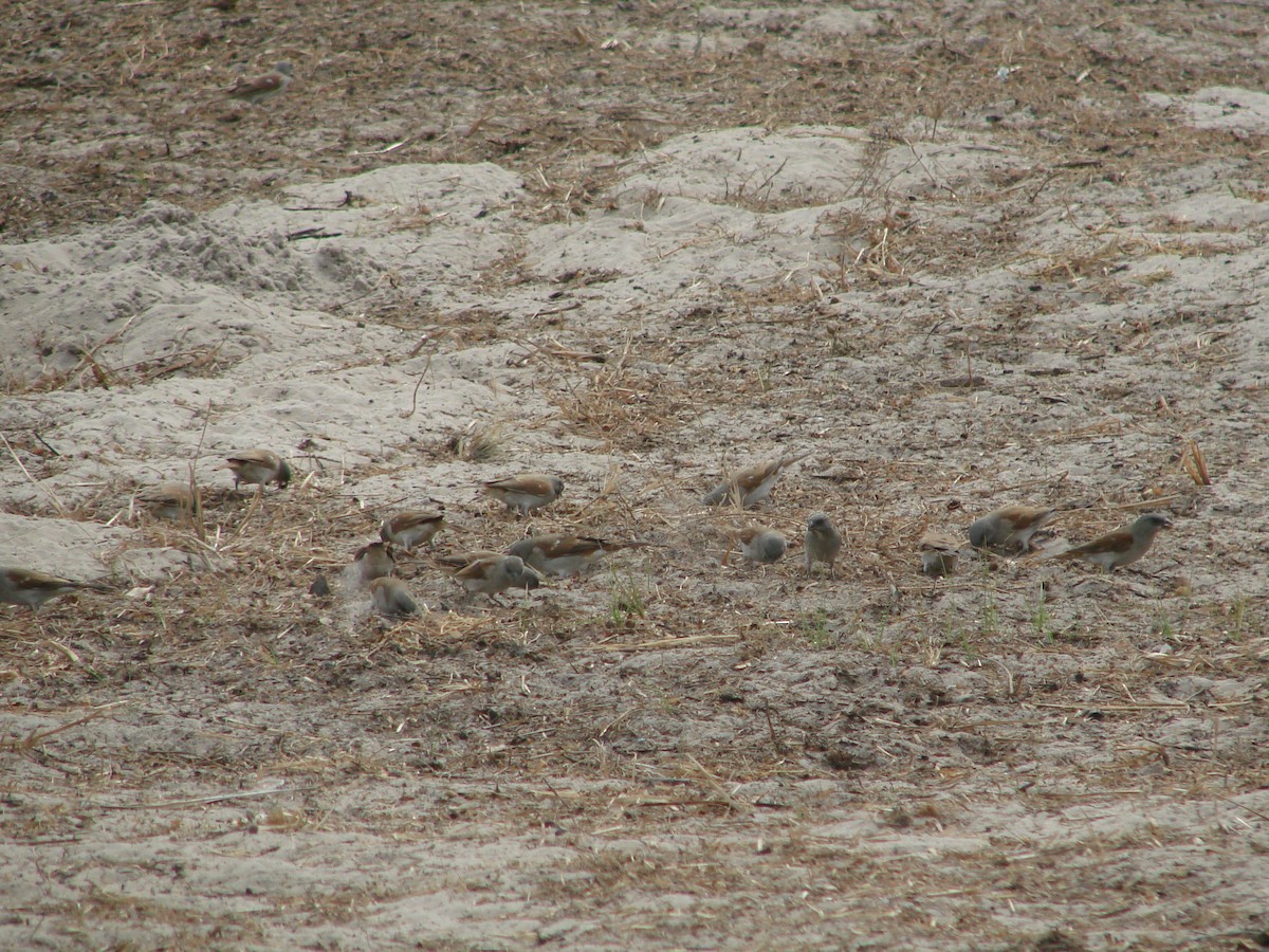 Northern Gray-headed Sparrow - ML235266581