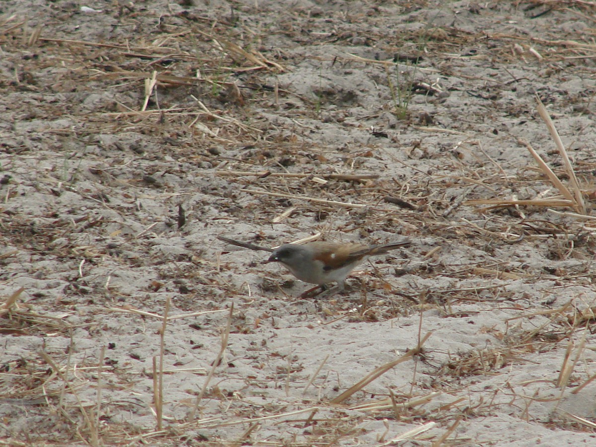 Northern Gray-headed Sparrow - Gabriel  Couroussé