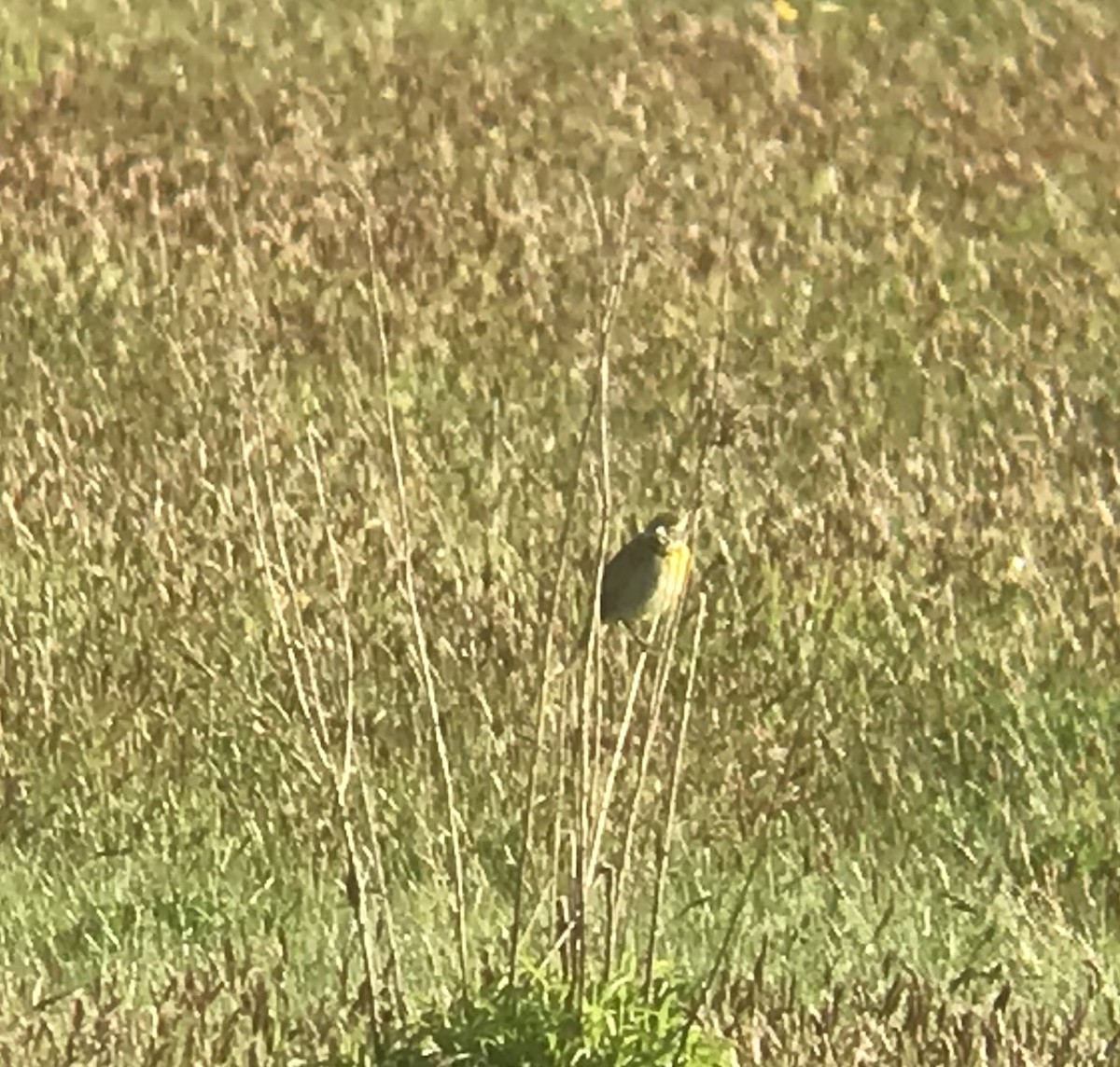 Dickcissel - ML235269661