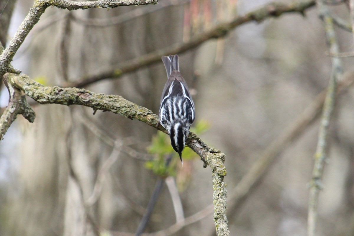 Black-and-white Warbler - ML235270031