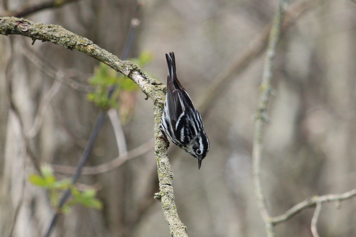 Black-and-white Warbler - ML235270131