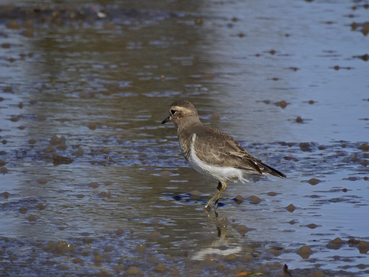 Rufous-chested Dotterel - Alejandra Pons