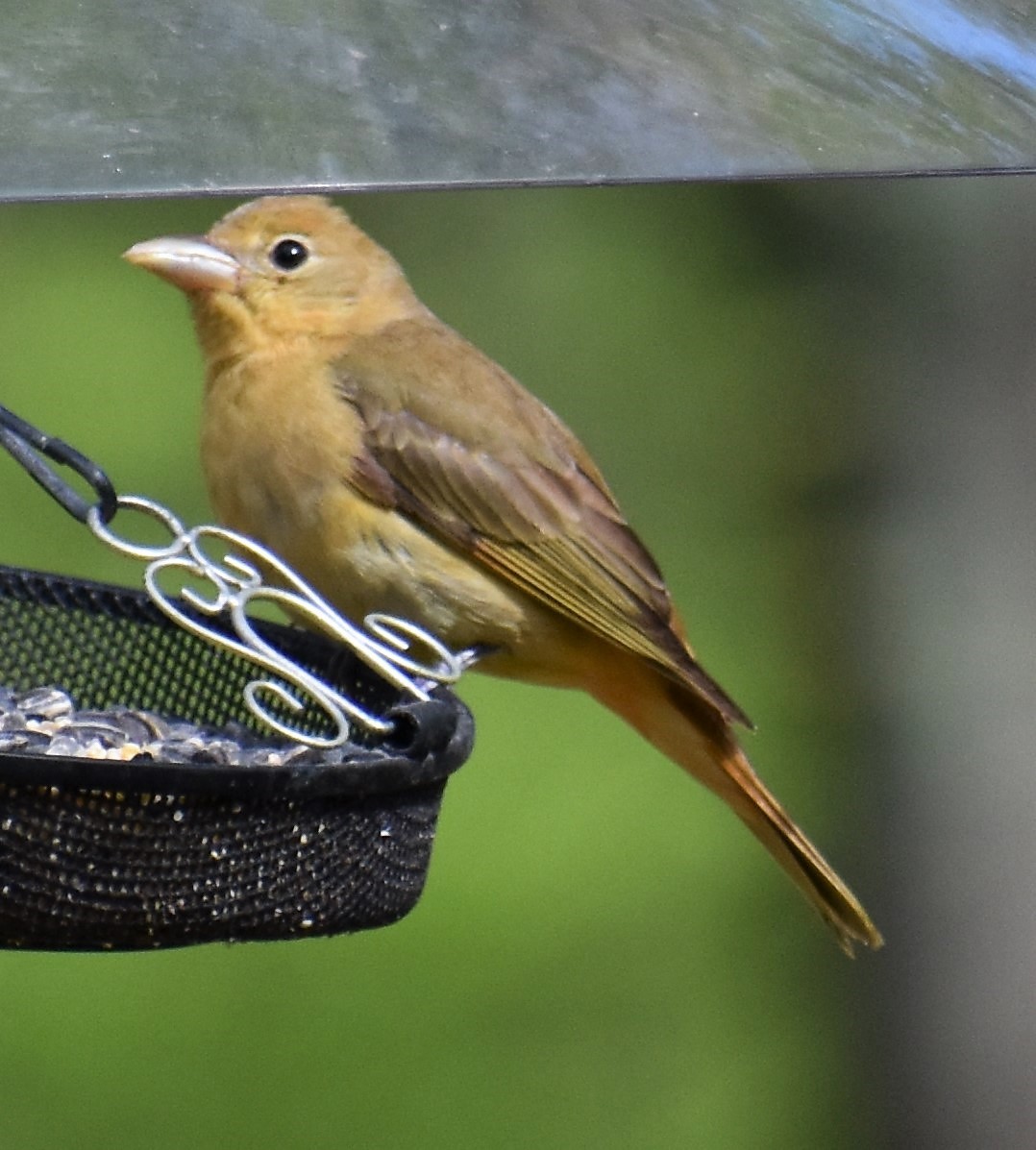 Summer Tanager - sharon dellinger