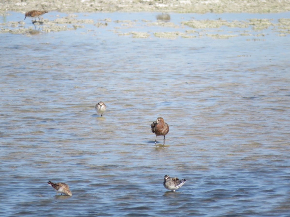 Curlew Sandpiper - Ron Faibis