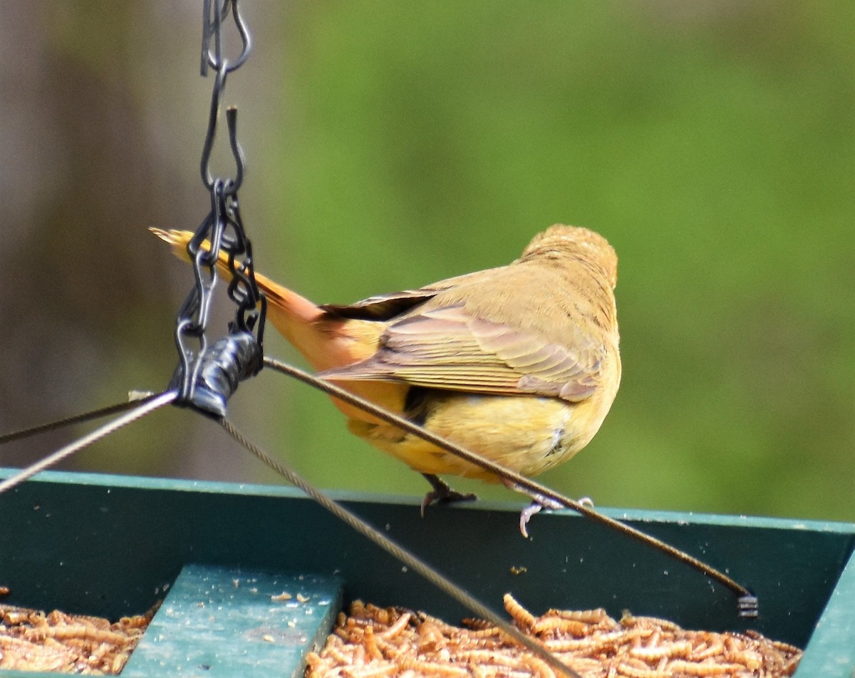 Summer Tanager - sharon dellinger