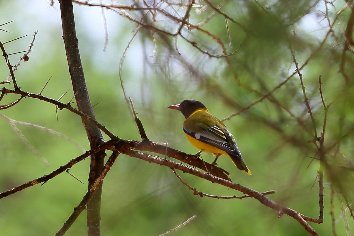 African Black-headed Oriole - ML235272921