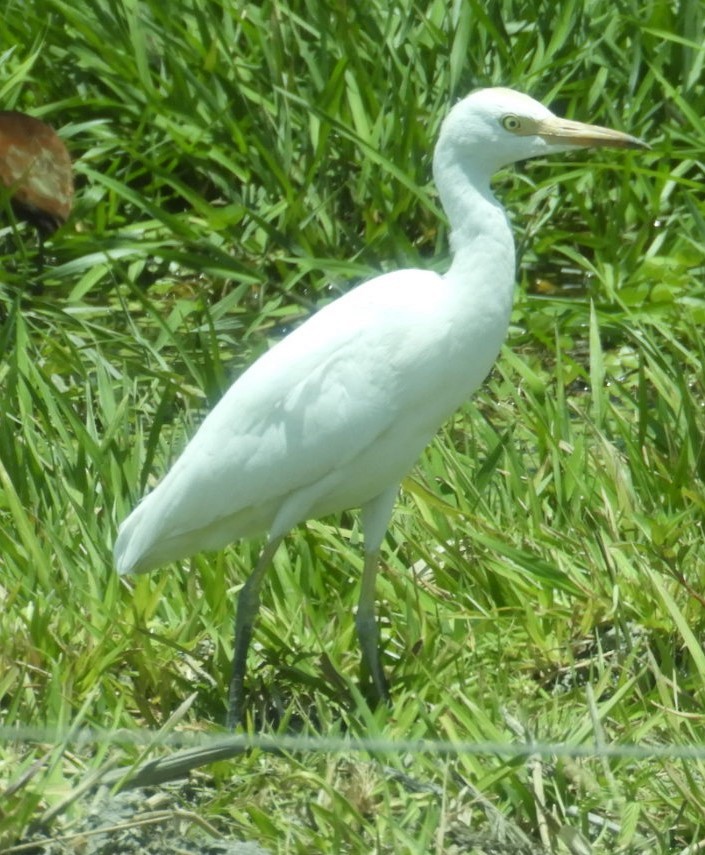 Western Cattle Egret - ML235273171