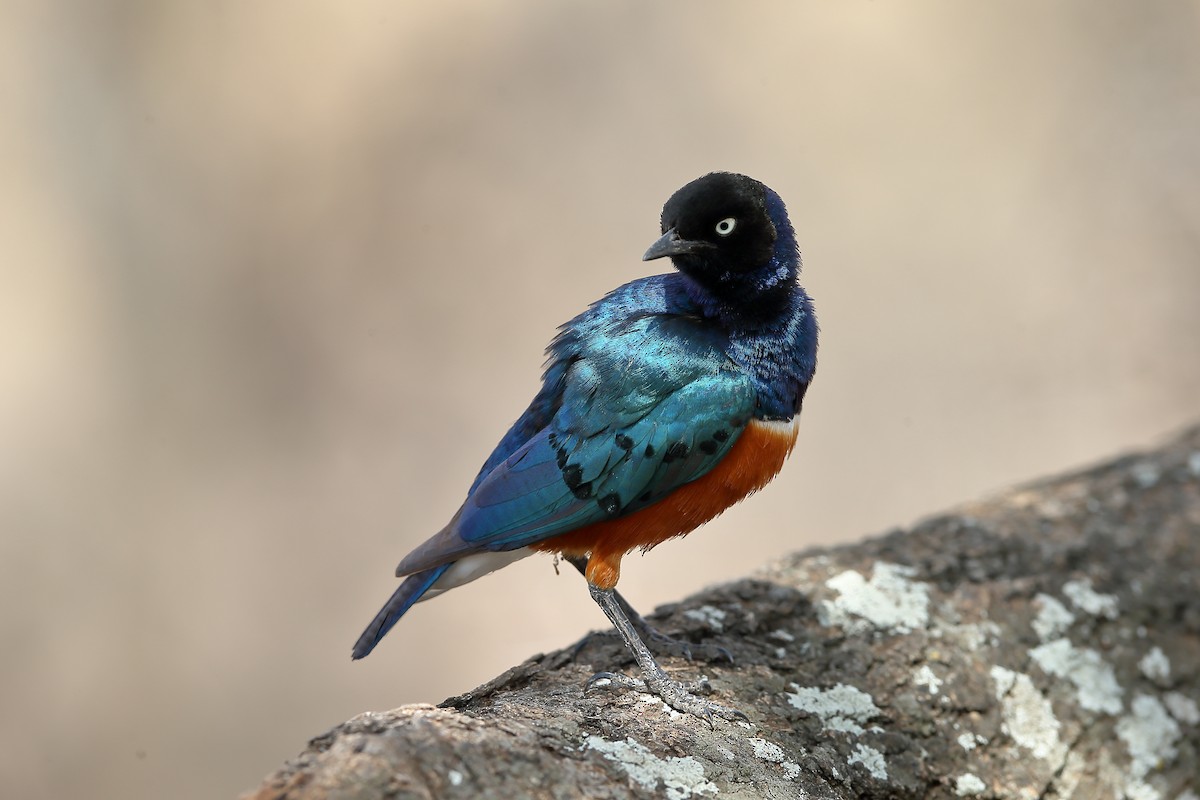 Superb Starling - ML235273671