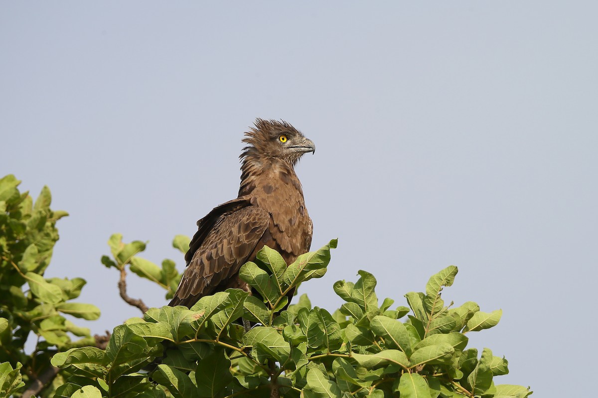 Brown Snake-Eagle - ML235274101