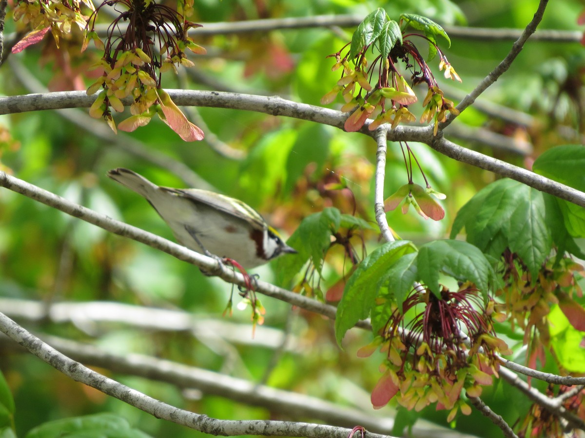 Chestnut-sided Warbler - ML235274261