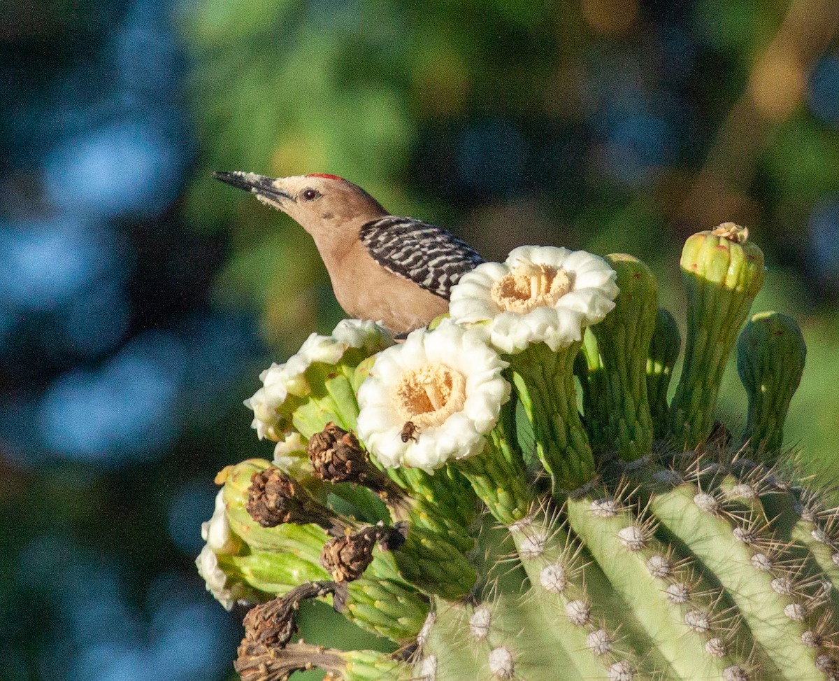 Gila Woodpecker - ML235274841