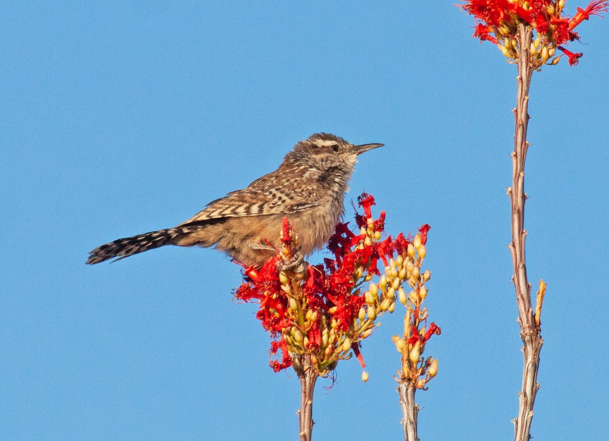 Cactus Wren - ML235275001