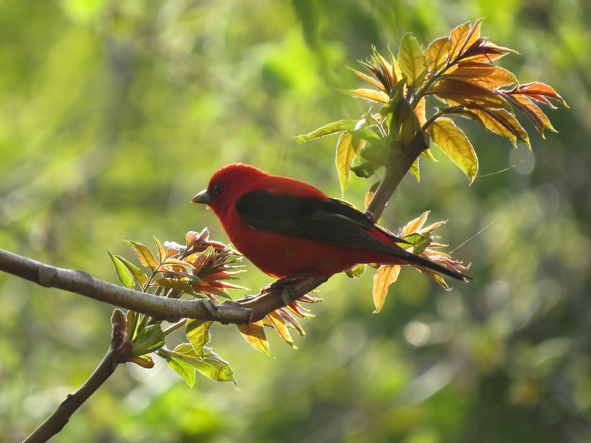 Scarlet Tanager - ML235275101