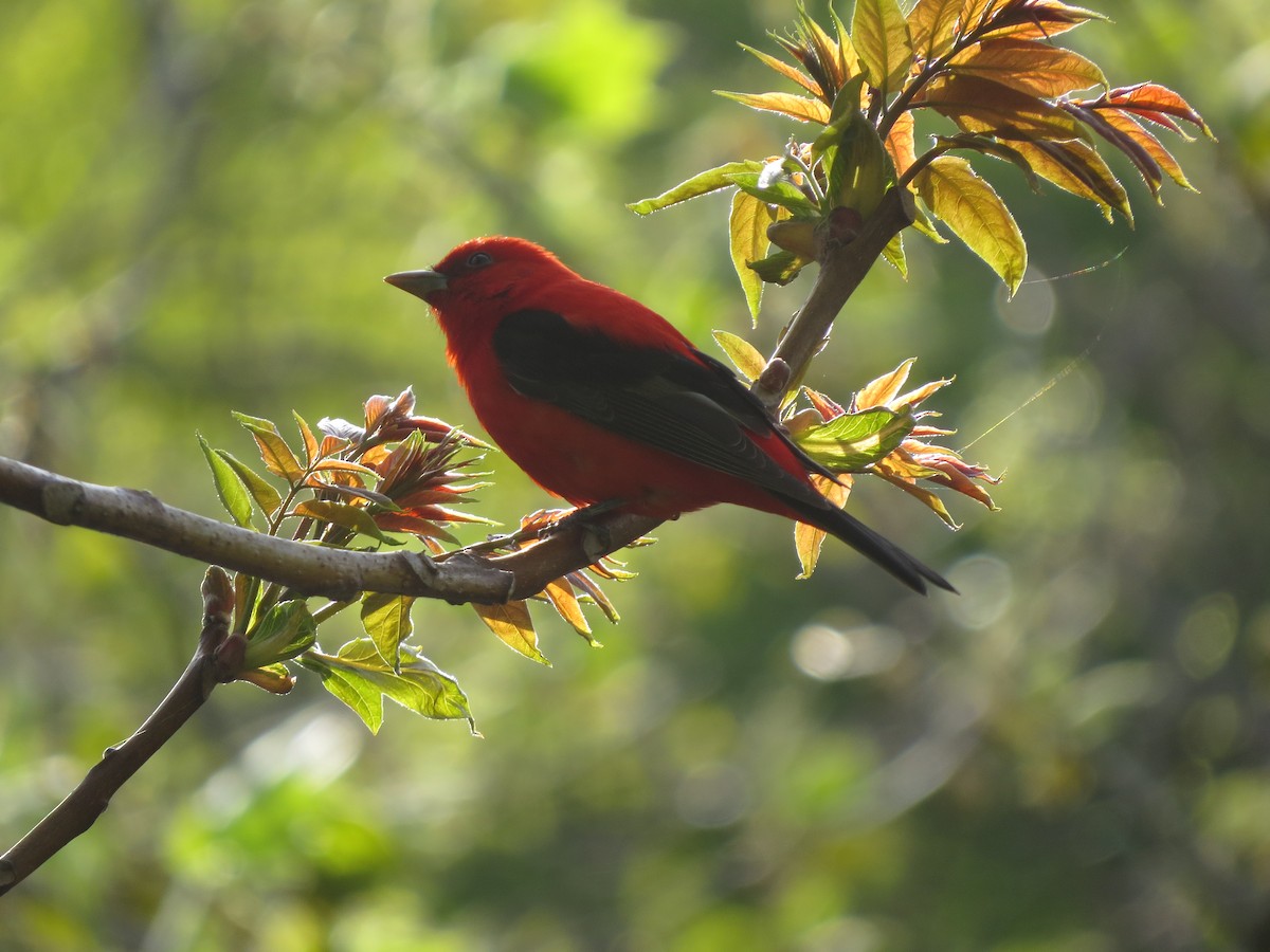 Scarlet Tanager - ML235275171